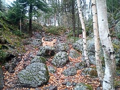 Тропа на&nbsp;скалу Парнас