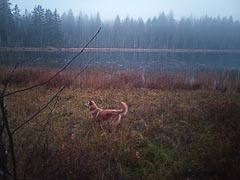 Болотистый берег озера Клюквенное (Хухтилампи)