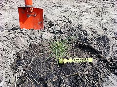 Маленький персонифицированный саженец
